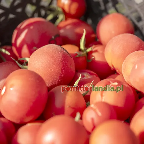 Różowe, kuliste i małe owoce odmiany Pink Peach w koszyku.