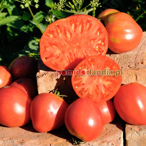 German Red Strawberry