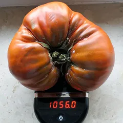 German Giant – Wojciech Kralewski, 1056 g