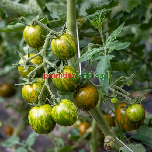 Wielokolorowe, zielone i żółte, kuliste owoce odmiany Green Zebra Cherry na krzaku.