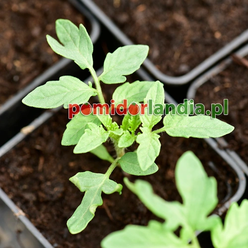 Tigerella Heirloom