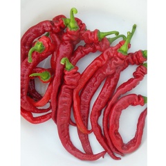 Chineese Dragon Tongue (ostra)