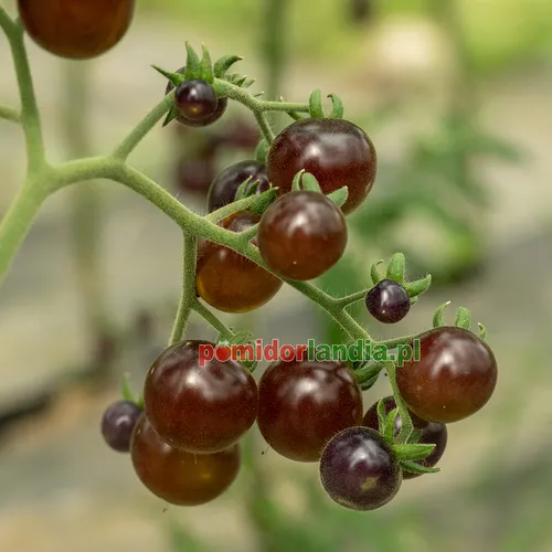 Grono ciemnofioletowych, kulistych i drobnych owoców odmiany Blue Gold Berries na krzaku.