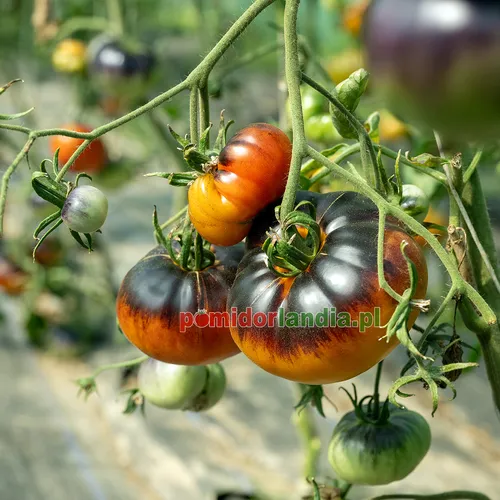 Ciemnofioletowe i pomarańczowe, żebrowane owoce odmiany Afternoon Delight na krzaku. Niektóre owoce są zielone.