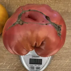 Katja Heirloom – Adam Kaczmarek, 931 g