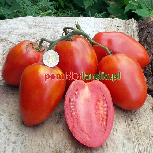 Russian Big Roma