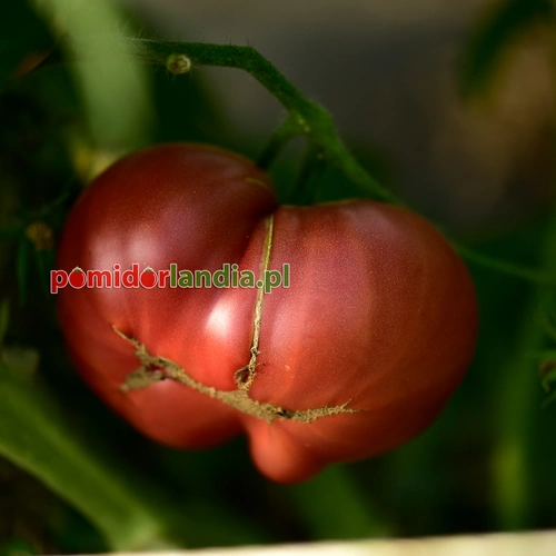Rosella Purple