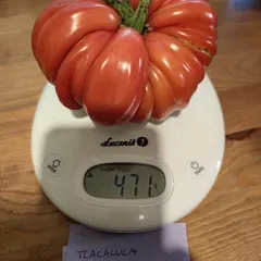 Tlacolula Ribbed – Aleksandra Gąsiorska, 471 g