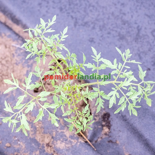 Silvery Fir Tree