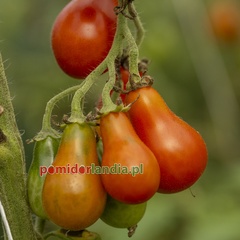 Red Pear Cherry