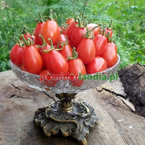 Czerwone, śliwkowate i drobne owoce odmiany Cherry Roma w szklanej misie na drewnianym pniu.