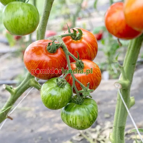 Czerwone, pomarańczowe i zielone, kuliste owoce odmiany Red Boar na krzaku.