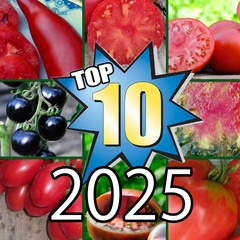 Najpopularniejsze odmiany 2025