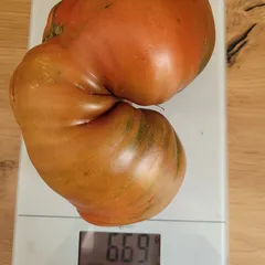 Dwarf Purple Heart – Elżbieta Wróblewska, 669 g