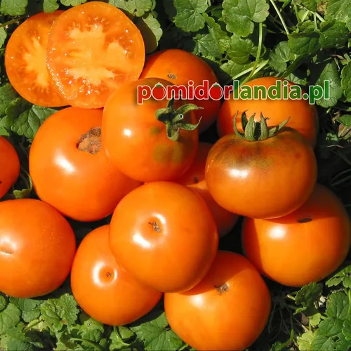Oranžiniai, apvalūs ir maži veislės „Orange Fleshed Purple Smudge“ vaisiai. Kai kurie iš jų perpjauti, matyti oranžinis minkštimas.