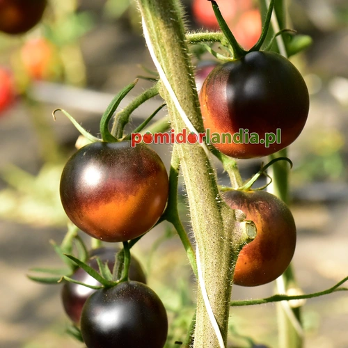 Chestnut Chocolate