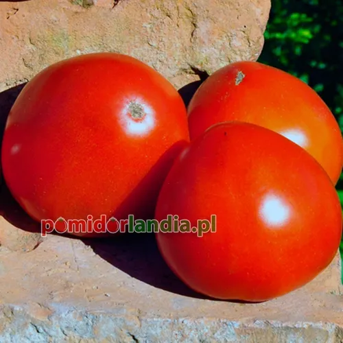Red, round Rostova tomatoes on a brick wall.