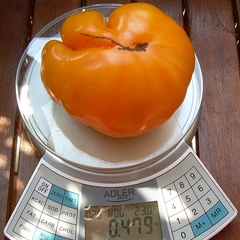 Goldie – Lucyna Nitschke, 479 g