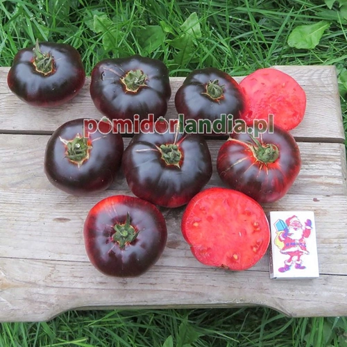Indigo Red Beauty