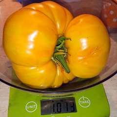 Dixii Golden Giant – Waldemar Maciejczyk, 1013 g