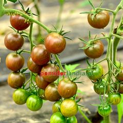 Black Cherry