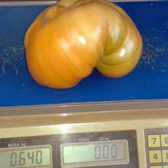 Amana Orange – Bronisław Gajewski, 640 g