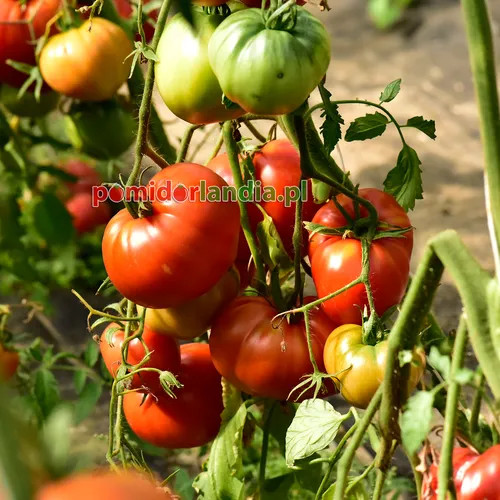 Red, flattened and ribbed Russian 117 Red tomatoes on the plant along with green fruits.