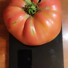 Delicious Hunt Strain – Magdalena Hebisz, 1040 g