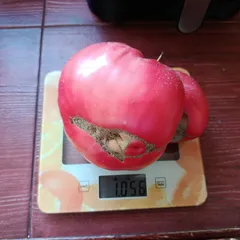 Mexico – Agnieszka Świderska, 1000 g