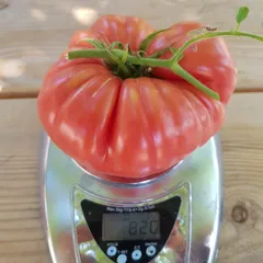 Sandul Moldovan – Sylwia Margraf, 820 g