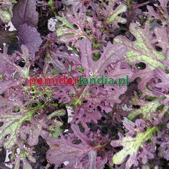 Musztardowiec - Ruby Frills