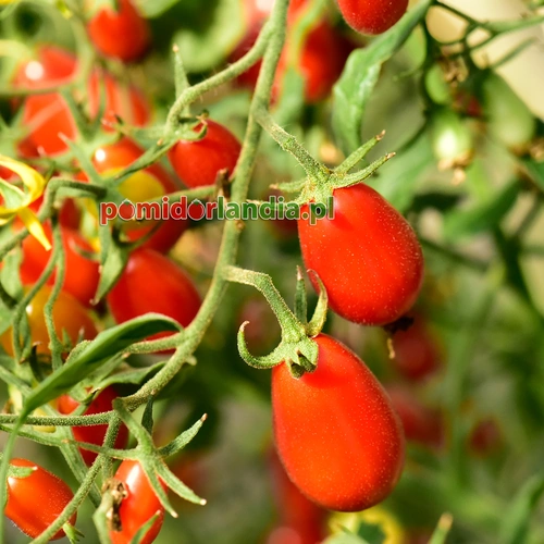 Cherry Roma