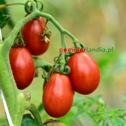 Crimean Rose