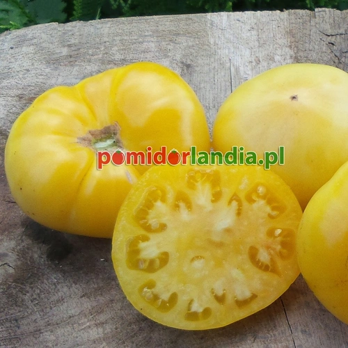 Lillian’s Yellow Heirloom
