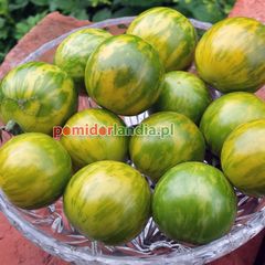Green Zebra Cherry