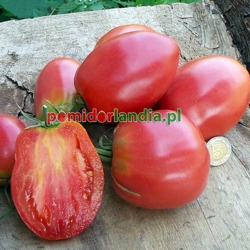 Kalman’s Hungarian Pink