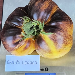 Anna's Legacy – Magdalena Nowakowska, 613 g