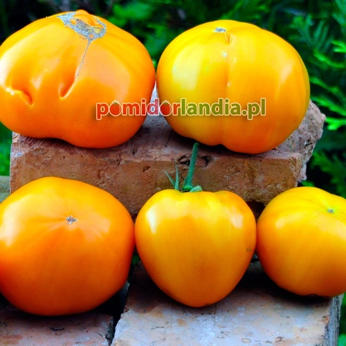 Orange Strawberry
