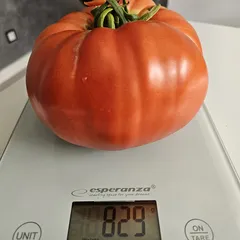 Couilles de Taureau – Magdalena Pydych, 829 g