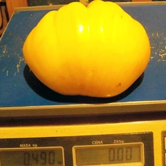 Banani – Bronisław Gajewski, 490 g