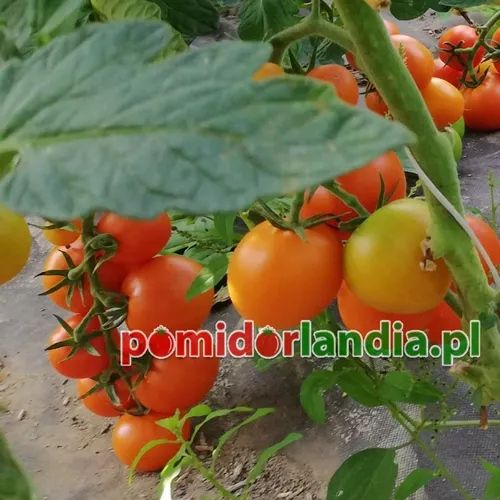 Oranžiniai, apvalūs ir smulkūs veislės „Zlatava“ vaisiai ant krūmo įprastais žaliais lapais.