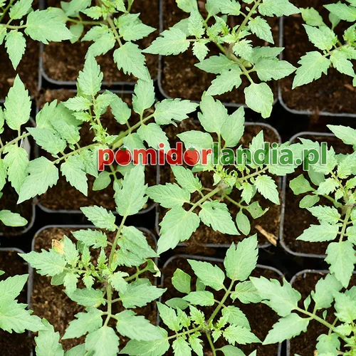 Jeunes plants de la variété Teardrop avec un feuillage normal dans des pots noirs.