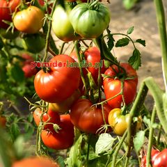 Russian 117 Red