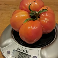 Mexico – Danuta Błaszczok, 603 g
