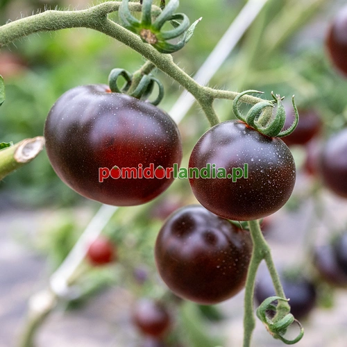 Indigo Apple