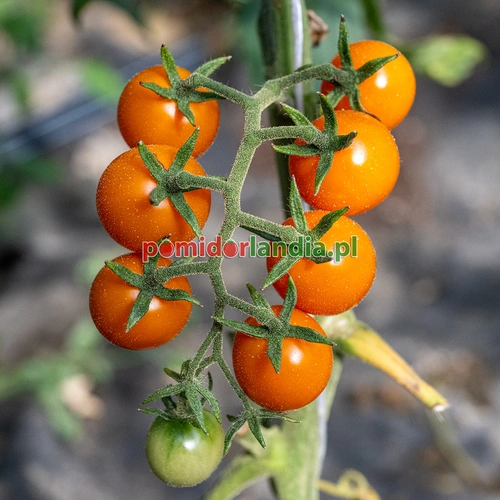 Amy's Apricot