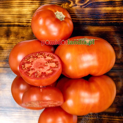 Merrill Schulz Beefsteak