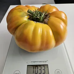 Pineapple – Magdalena Pydych, 1033 g