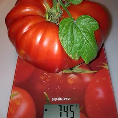 Couilles de Taureau – Janusz Szostak, 745 g