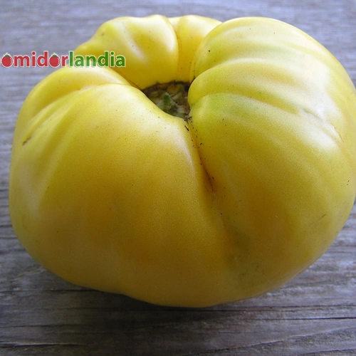 Basinga